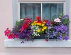 Window greets visitors in the village of Cong-Connacht County-Ireland. Art Print